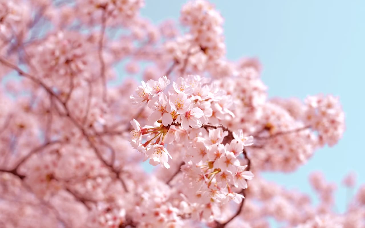 Einzelner Zweig mit fallenden Blütenblättern